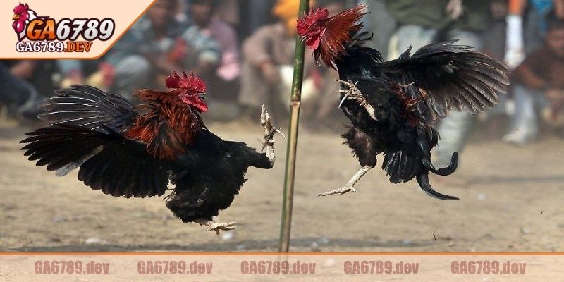 Giới thiệu thông tin về đá gà 4k GA6789