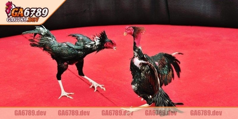 Mỗi trận thường kéo dài từ 3 đến 7 phút