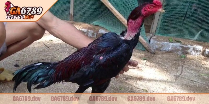 Ưu tiên cá thể nổi trội về thể lực lẫn ngoại hình