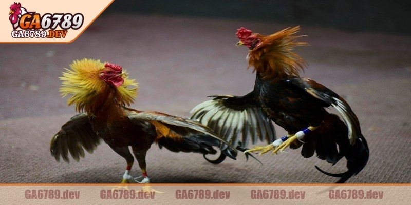 Mỗi trận luôn có ít nhất ba trọng tài trực tiếp