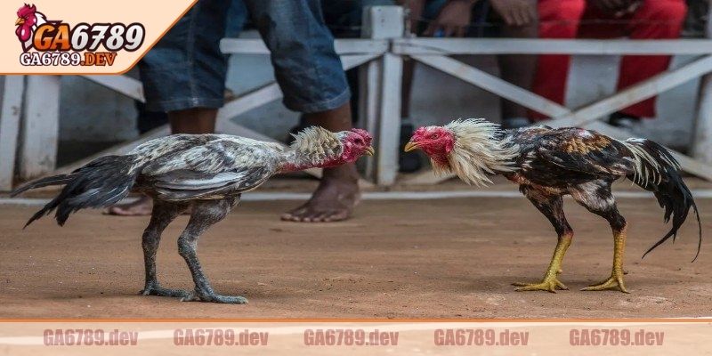 Thể thức thi đấu áp dụng đúng chuẩn, được công nhận 