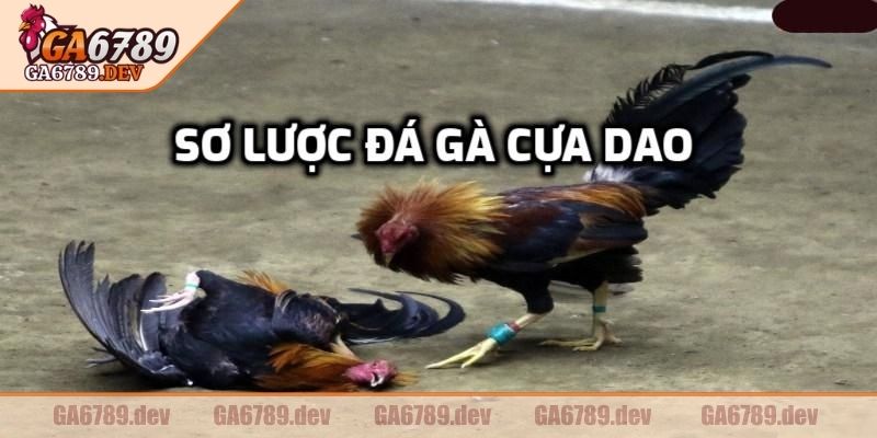 Tổng quan thông tin về đá gà cựa dao GA6789