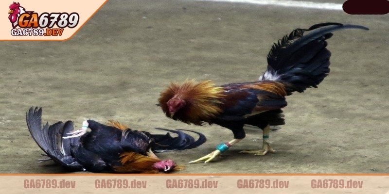 Không có chuyện thiên vị, can thiệp vào diễn biến thực tế