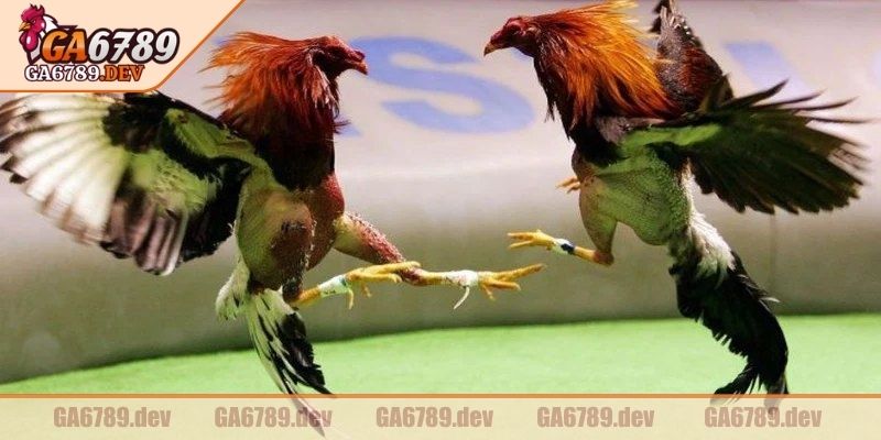 Thời lượng mỗi cuộc đối đầu không cố định