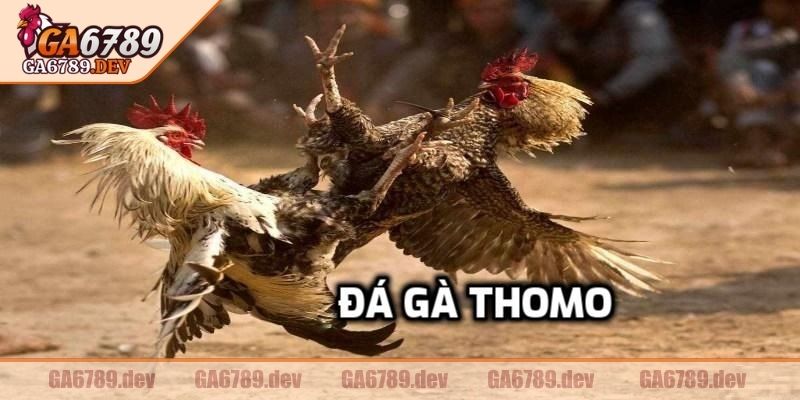 Thông tin cơ bản về đá gà thomo GA6789