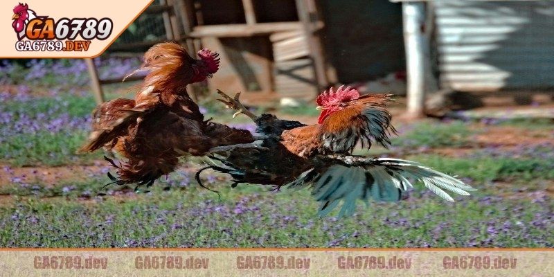  Các cá thể quá hung hăng, chậm nhịp sẽ bị loại