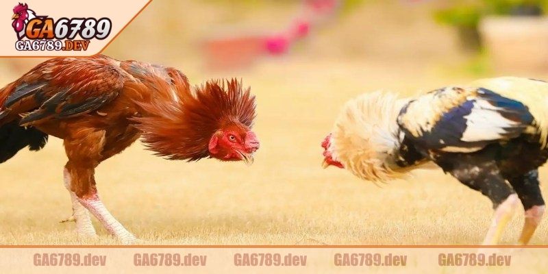 Tất cả cá thể thi đấu không được gắn cựa nhân tạo