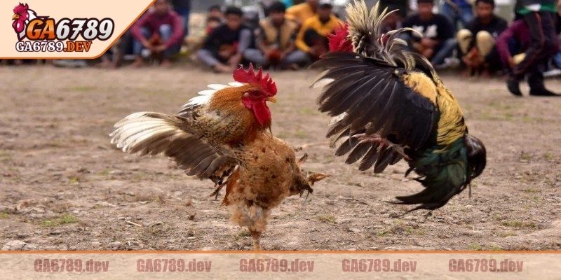 Thông tin cơ bản về đá gà tre GA6789