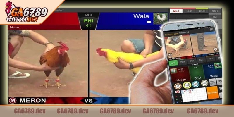 Cựa sắt dần trở thành công cụ sát thương đáng sợ 