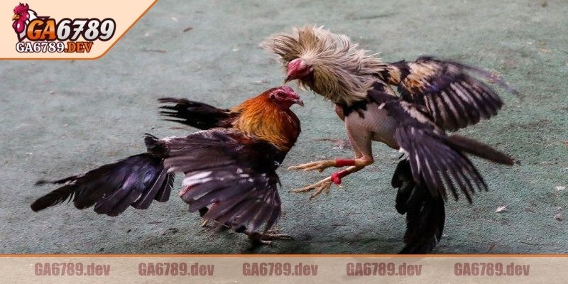 Đấu trường Thomo nằm sát biên giới Campuchia – Việt Nam