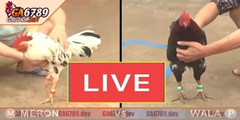 Thông tin cơ bản về đá gà trực tiếp GA6789