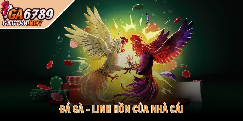 Ga6789 notary ♥️ Link Đăng Nhập Nhà Cái Ga6789 DEV Thomo Mới 11/2025 33 Đá gà - Linh hồn của nhà cái